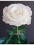 5 Adet White Rose Gül Tohumu 1