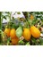 30 Adet Ildi Domates Tohumu 1
