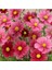 Cosmos Bipinnatus 'antiquity' Çiçek Tohumu 1