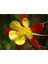 10 Adet Columbine Aquilegia Vulgaris Tohumu 1