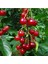 5 Adet Organik Montmorency Cherry (Kiraz) Ağacı Tohumu 1