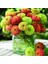 10 Adet Zinnia Elegans Tohumu 1