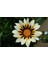 10 Adet White Gazania Tohumu 1