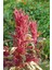 5 Adet Red Garnet Amaranth Wildflower Tohumu 1