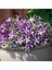 10 Adet Natural Trailing Petunia Purple Star Tohumu 1