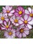 10 15 Adet Pembe Kenarlı Cosmos Deniz Kabuğu Çiçek Tohumu 1