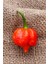 Dünyanın En Acısı Trinidad Scorpion Biber Tohumu / 10+ Adet Tohum 1