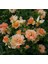 5 Adet Orange Rose Gül Tohumu 1