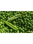 10 Adet Pea (Bezelye) Tohumu 1