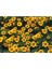 Sarı Kırmızı Tagetes Çiçeği Tohumu(20 Adet) 1