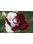 5 Adet Kırmızı Beyaz Gül Tohumu 1