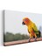 Güneş Papağanı - Renkli Tropik Kuş Portresi Kanvas Tablo 3