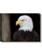 Amerikan Kartalı - Heybetli Yırtıcı Kuş Portresi Kanvas Tablo 2