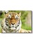 Bengal Kaplanı - Keskin Bakışlı Yırtıcı Portresi Kanvas Tablo 2