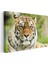 Bengal Kaplanı - Keskin Bakışlı Yırtıcı Portresi Kanvas Tablo 3