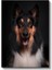 Collie Köpek - Siyah Zeminde Gülümseyen Sadık Dost Kanvas Tablo 2