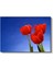 Kırmızı Laleler - Mavi Gökyüzü Altında Bahar Çiçekleri Kanvas Tablo 2
