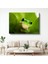 Yaprak Kurbağası - Yeşil Yaprakta Sakin Bekleyiş Kanvas Tablo 1