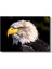 Kartal Profili - Sarı Gagalı Yırtıcı Kuş Yakın Çekim Kanvas Tablo 2