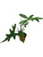 Alocasia Jacklyn (Fil Kulağı) 1