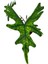 Alocasia Jacklyn (Fil Kulağı) 2
