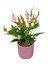 Anthurium Andreanum 'Lilli' (Flamingo Çiçeği) 1