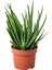 Canlı Bitki, Yeşil, 12 Cm, Aloe Vera 1