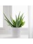 Canlı Bitki, Yeşil, 12 Cm, Aloe Vera 4