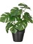 Yapay Bitki, Yeşil, 12 Cm, Monstera 1