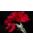 10 Adet Carnation Red Tohumu 1