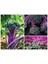20 Adet Purple Peacock Brokoli Tohumu 1