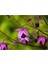 5 Adet Sugar Plum Fairy Columbine Tohumu 1