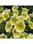 10 Adet Natural Trailing Petunia Yellow Star Tohumu 1