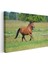 Özgür Ruh - Çayırda Koşan Kahverengi Atın Zarafeti Kanvas Tablo 3