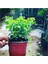 Sarı Kasımpatı Saksılı Krizantem Chrysanthemum 10-20 cm 3