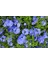Mavi Yasemin (Plumbago Auriculata) - Zarif ve Renkli Çiçekli Bitki 1