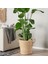 Rattan Saksı, Muz Lifi, 32 cm 3