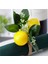 Limon Peçete Halkaları 6'lı Set Limon Asma Yaprağı Peçetelik Yemek Masası Dekorasyonu Ziyafet Düğün Doğum Günü Noel B (Yurt Dışından) 3