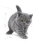 British Shorthair Kedi Maması 2 Kg 8