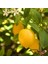 3 Yaş Aşılı 7 Veren(Yediveren) Mayer Limon Fidanı 1