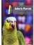 Jake's Parrot 1