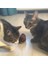 Kurmalı Peluş Fare Kedi Oyuncağı Hareketli Kedi Oyuncağı 5