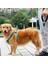 Reflektörlü Köpek Göğüs Gezdirme Tasması Metal Kancalı Gezdirme Ipi 130 cm 2