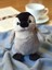 Vintage Peluş Penguen 15 cm 1