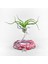 Tillandsia Bulbosa (M) - Hava Bitkisi Airplant 1