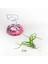 Tillandsia Bulbosa (M) - Hava Bitkisi Airplant 2