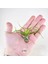 Tillandsia Bulbosa (M) - Hava Bitkisi Airplant 4