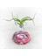 Tillandsia Bulbosa (M) - Hava Bitkisi Airplant 5