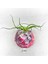 Tillandsia Bulbosa (M) - Hava Bitkisi Airplant 6
