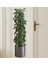 Bfs Saksılı Bitki Tasarımlı Yapışkanlı Sticker Resim 90*30 cm MC-665 2